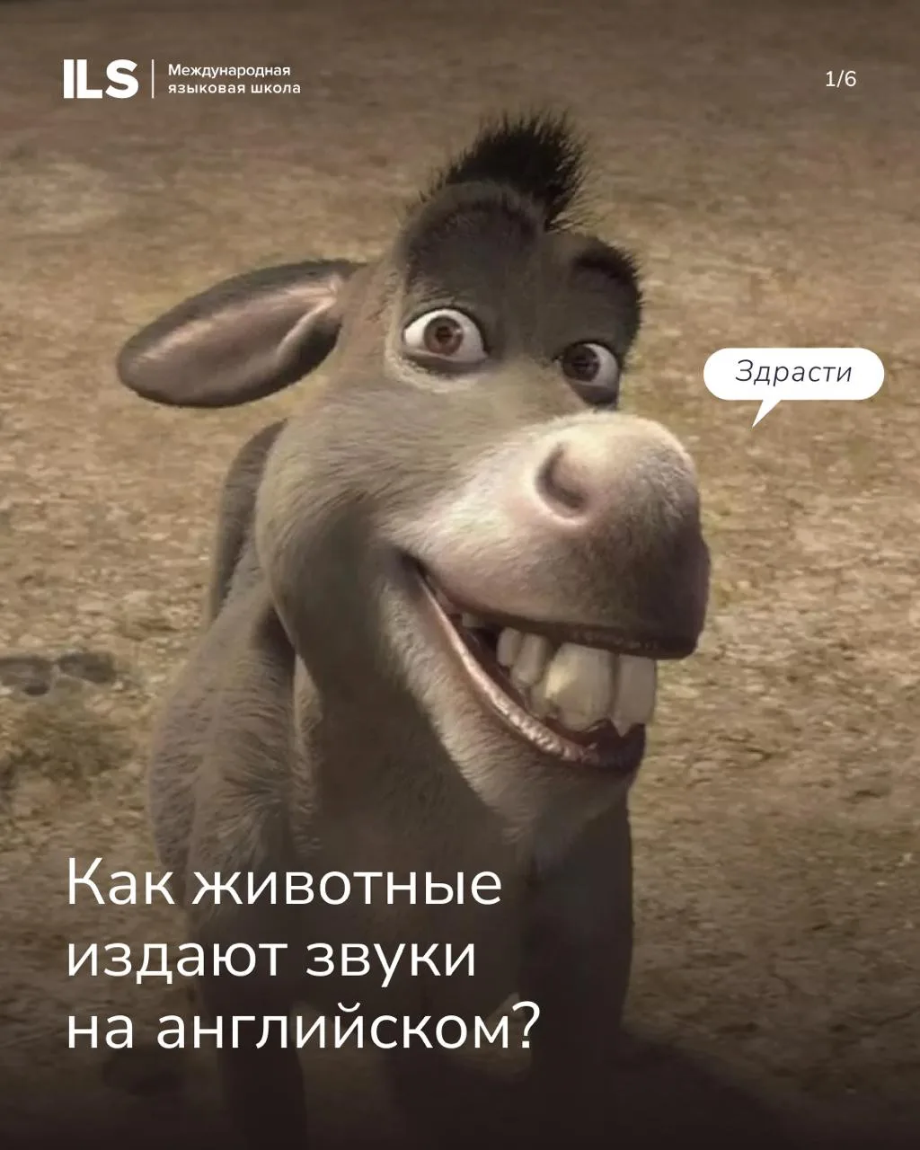 Кря-кря, хрю-хрю, ква-ква 🌟