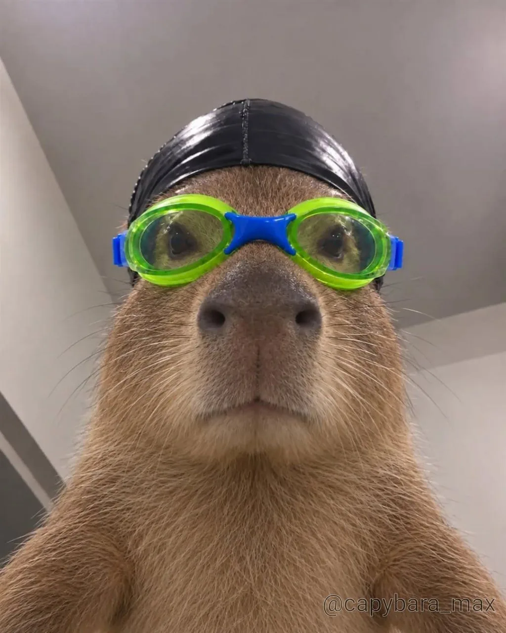 🐹🏊😂