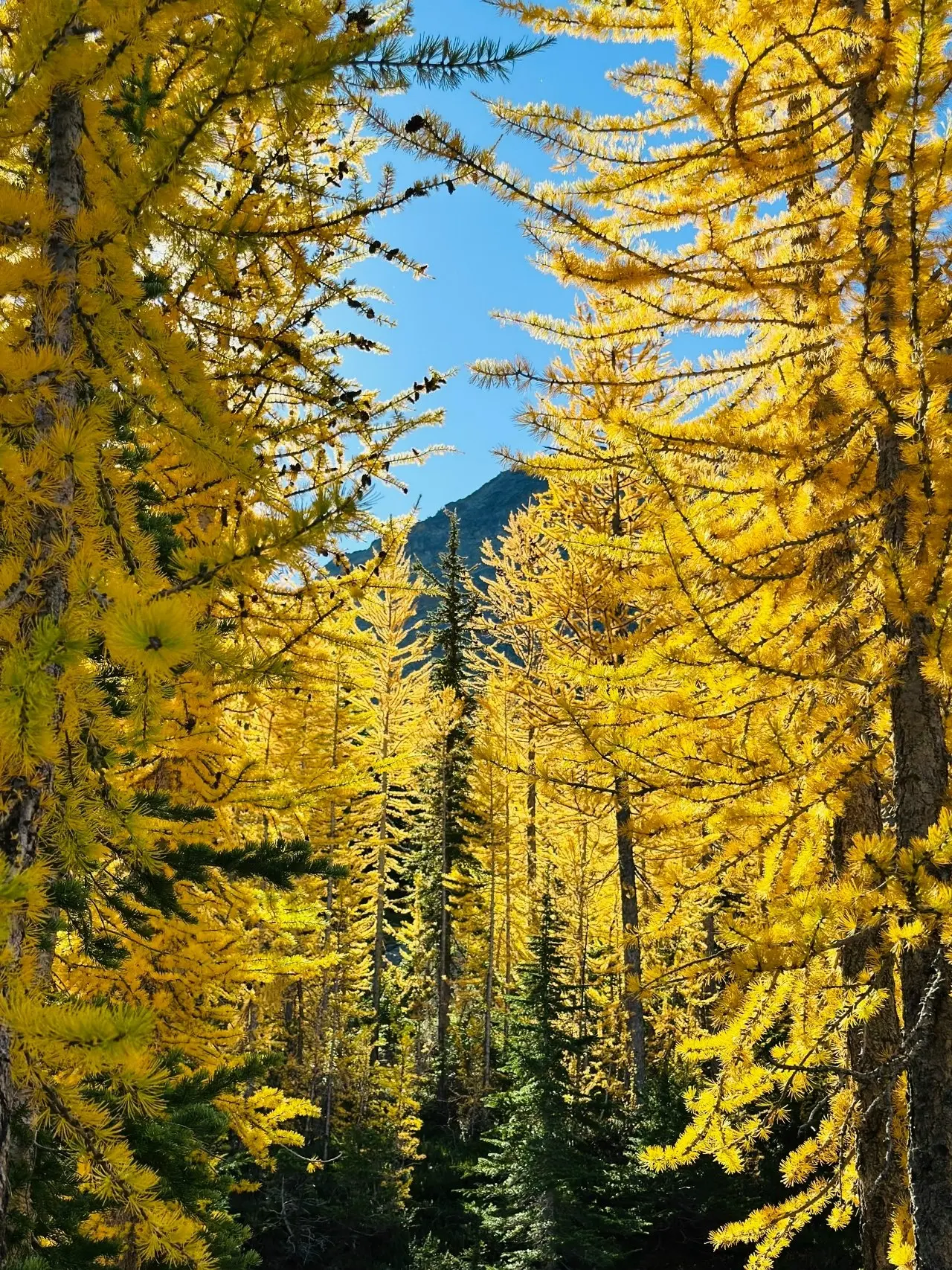 💛 🏔️