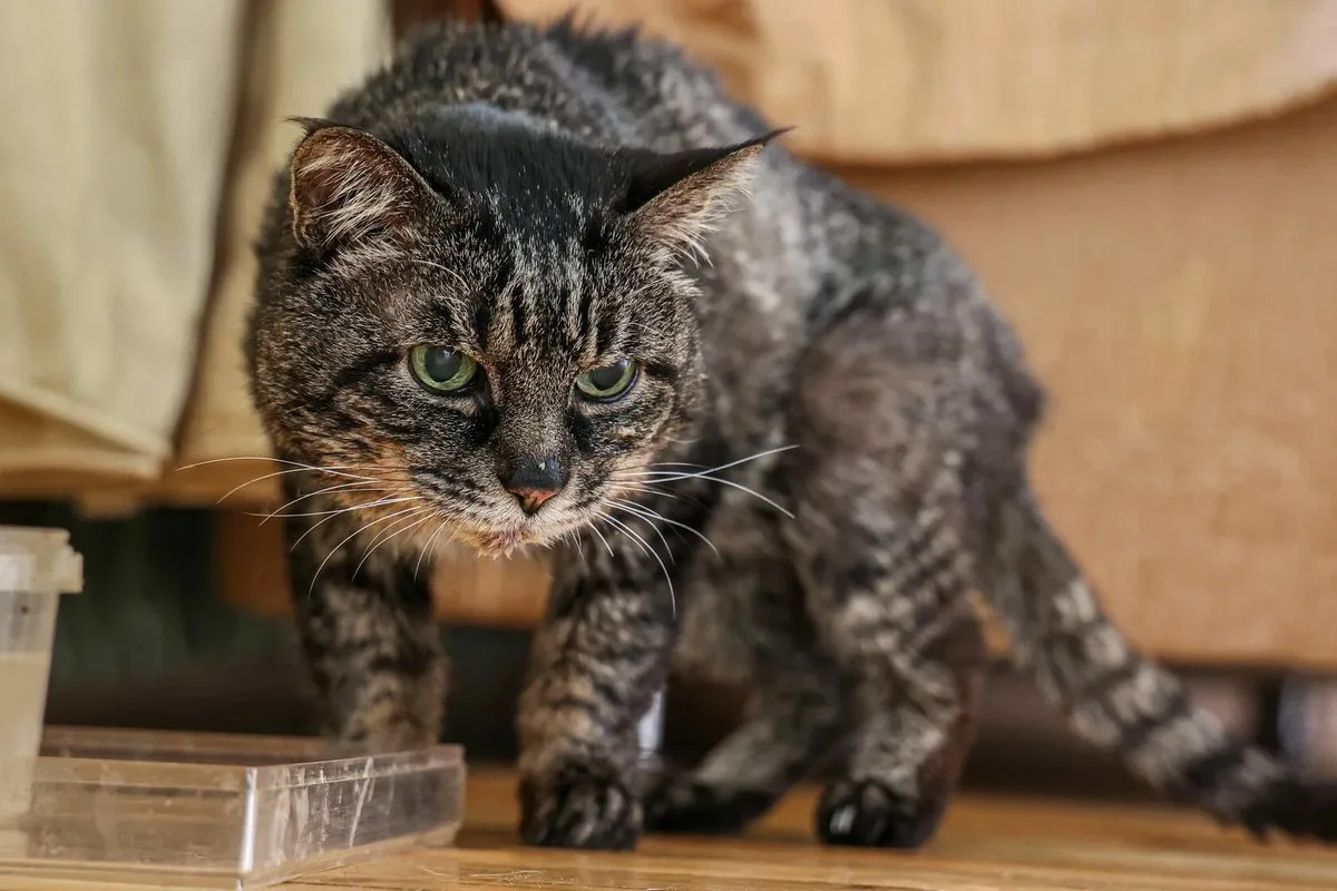 🐱 Пожилая кошка: какие болезни приходят с возрастом