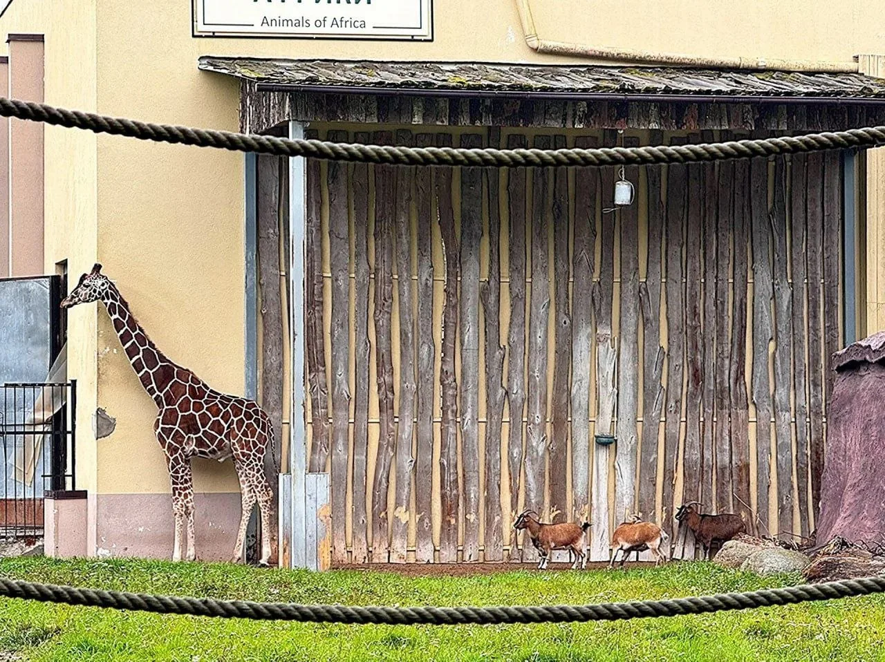 🌧️🦒 Картина «Дождь» в жанре анималистичного рисунка. Жираф и козы прижались к стене в...