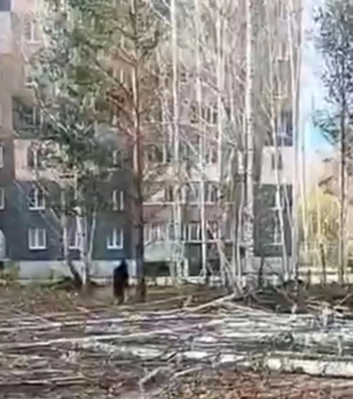 🌳 В Челябинске массово вырубают берёзы без разрешений?