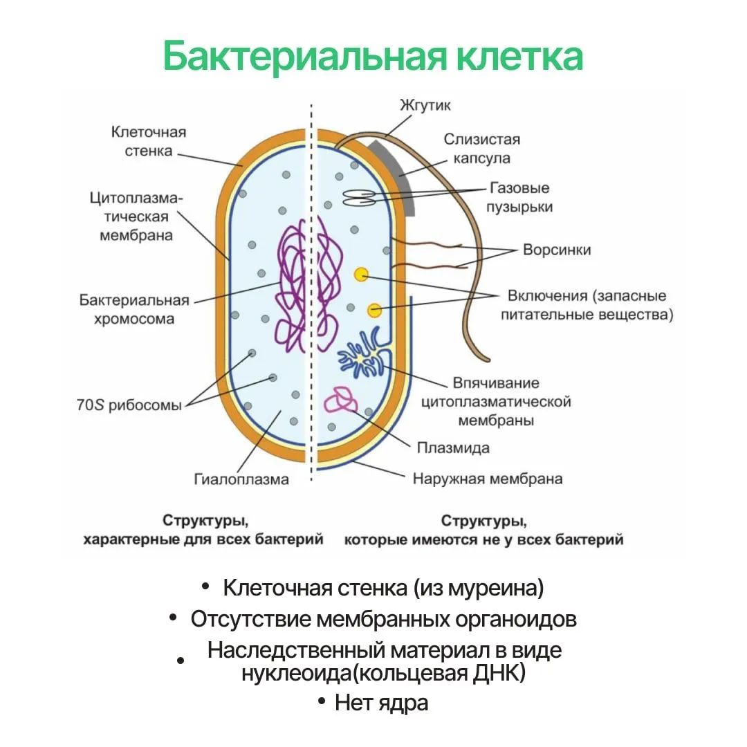 Бактериальная клетка