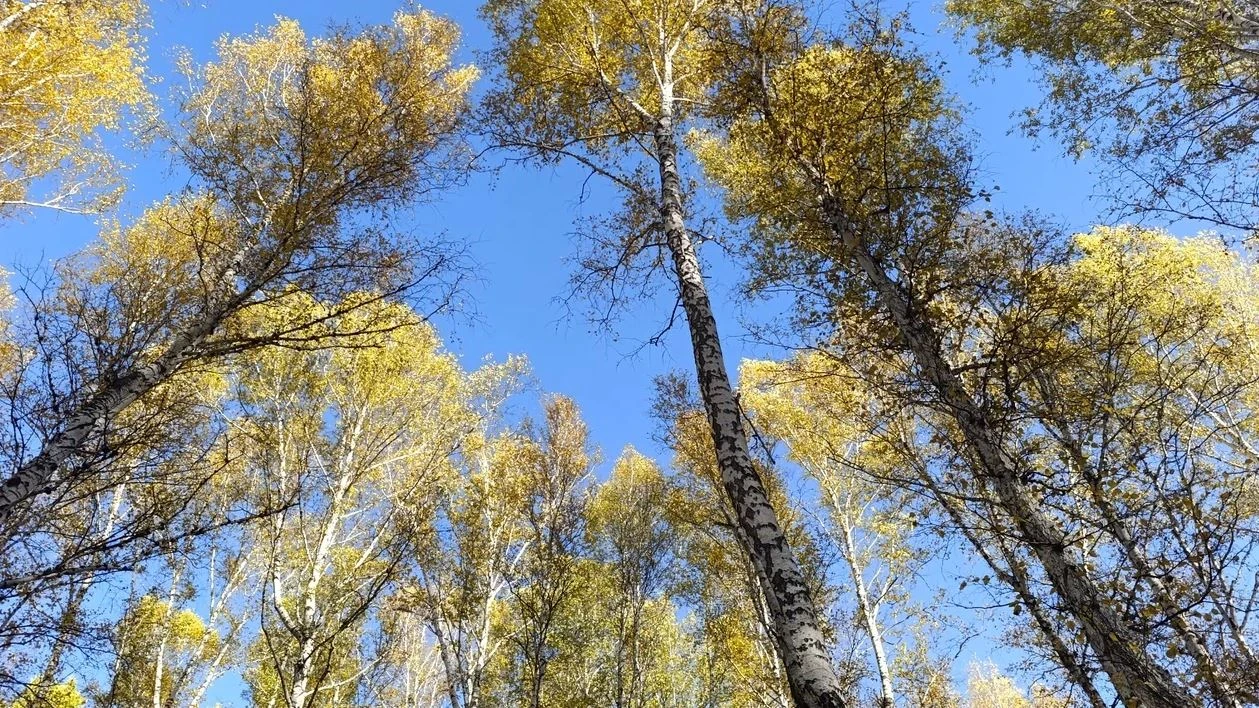 В наши края пришло то самое "холодное бабье лето", о котором мы так мечтали три дня назад.