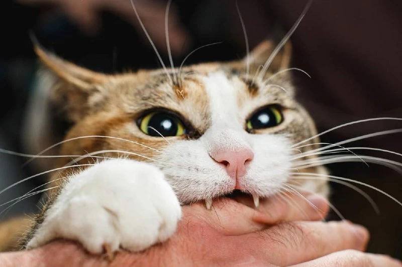 🐾 В Лениногорске и районе — 145 обращений