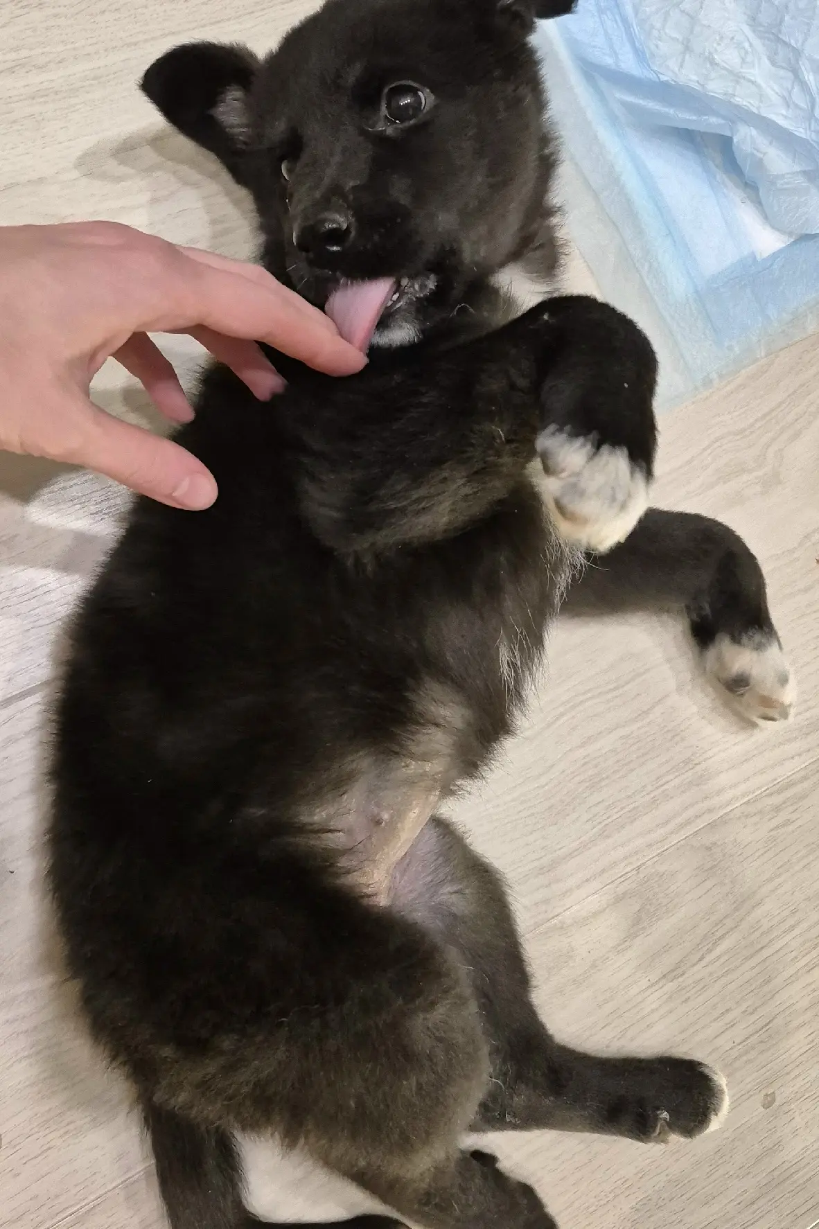 Ищет дом щеночек👼 возраст чуть больше месяца 🧸 ласковый, нежный, ручной мальчонок, не...