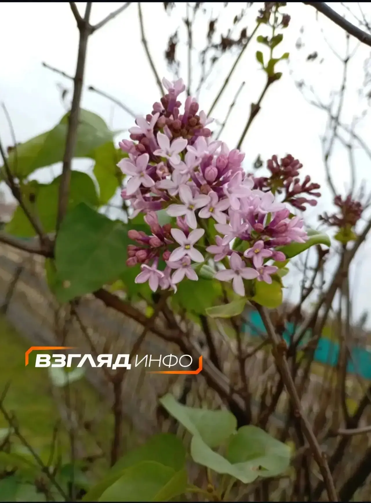 В Курагино зацвела сирень