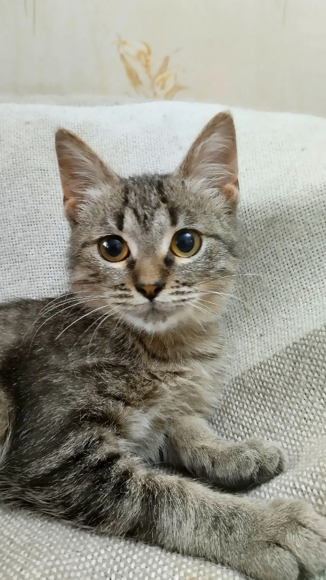 🐾 Кейси ищет семью