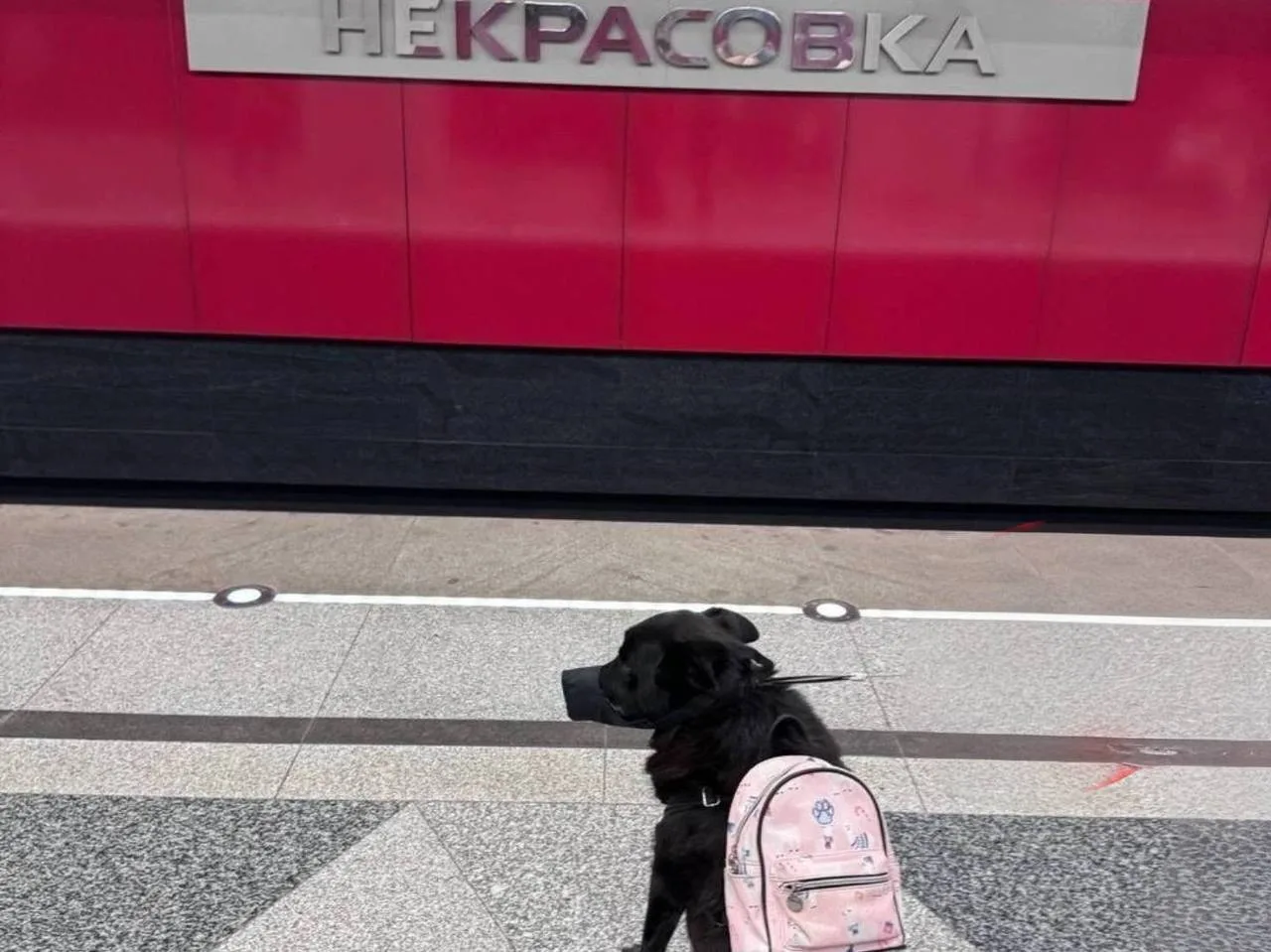 Чего смотришь, кожаный? По делам спешу 🦮👀
