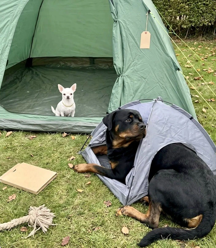 🐾😂🤣