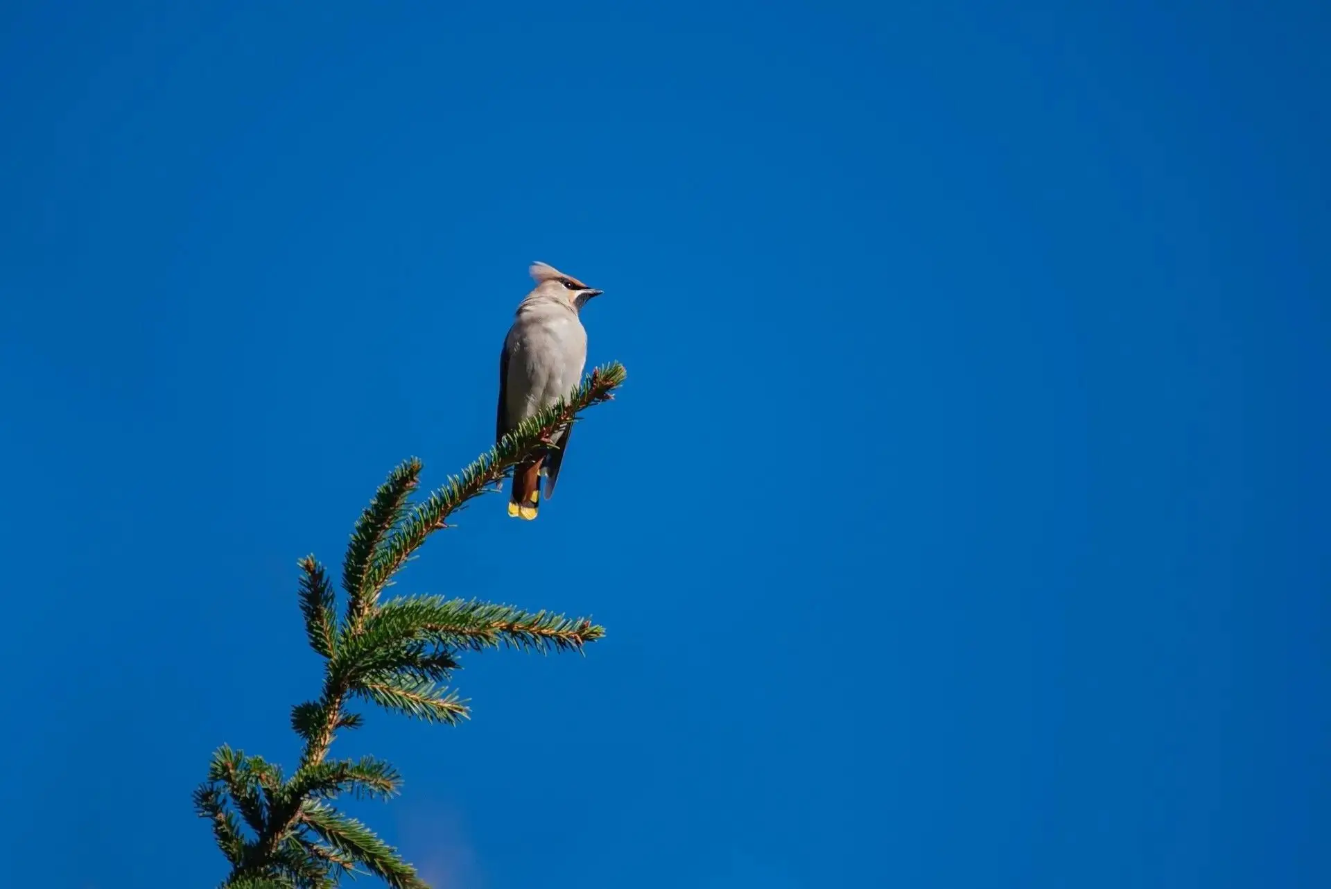 🐦‍⬛Посмотрите, каких прекрасных птиц заметили в Нижнекамском районе