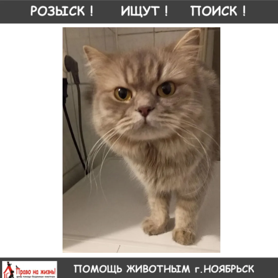 ПРОПАЛА КОШКА