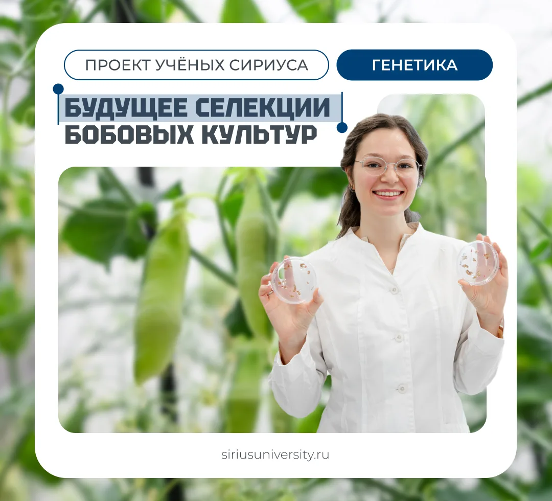 Как учёные Сириуса ускоряют выведение новых сортов бобовых культур 🫛