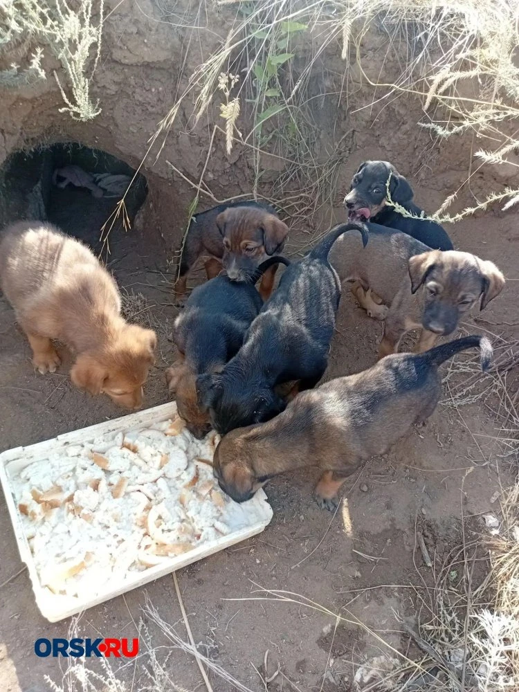 🐶 В Орске ищут хозяев для четверых щенков