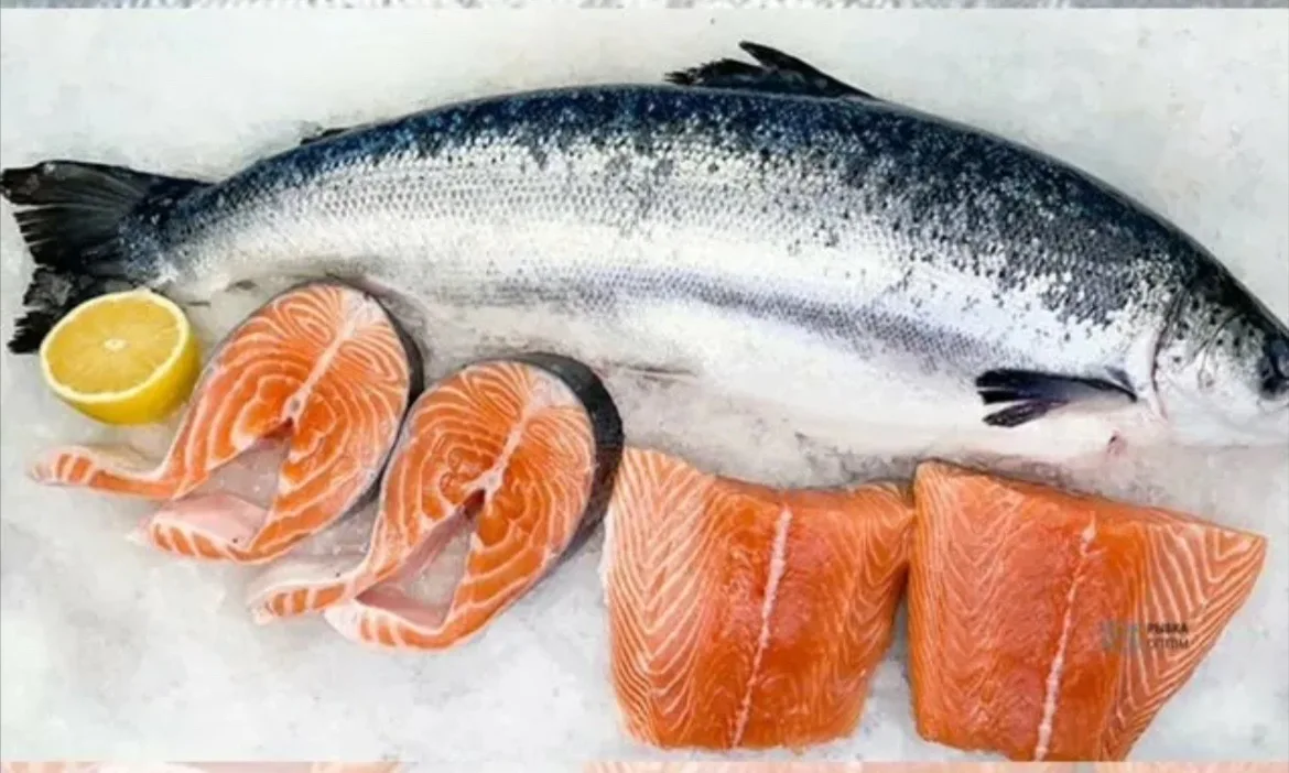 👑 Настоящее северное золото! Свежайший охлажденный Мурманский Лосось 🐟🌊✨