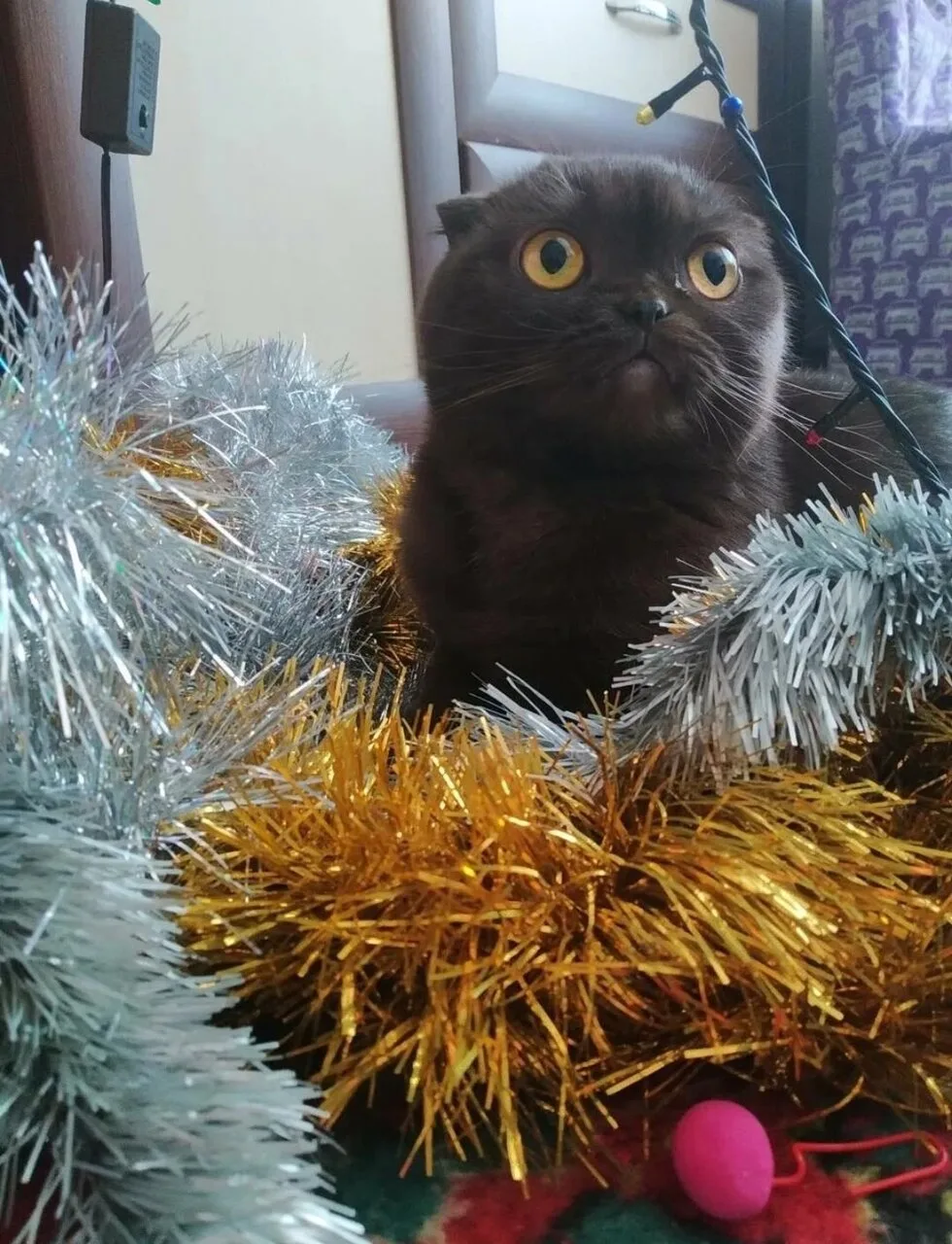 Отдам шотландскую вислоухую кошку, 7 лет