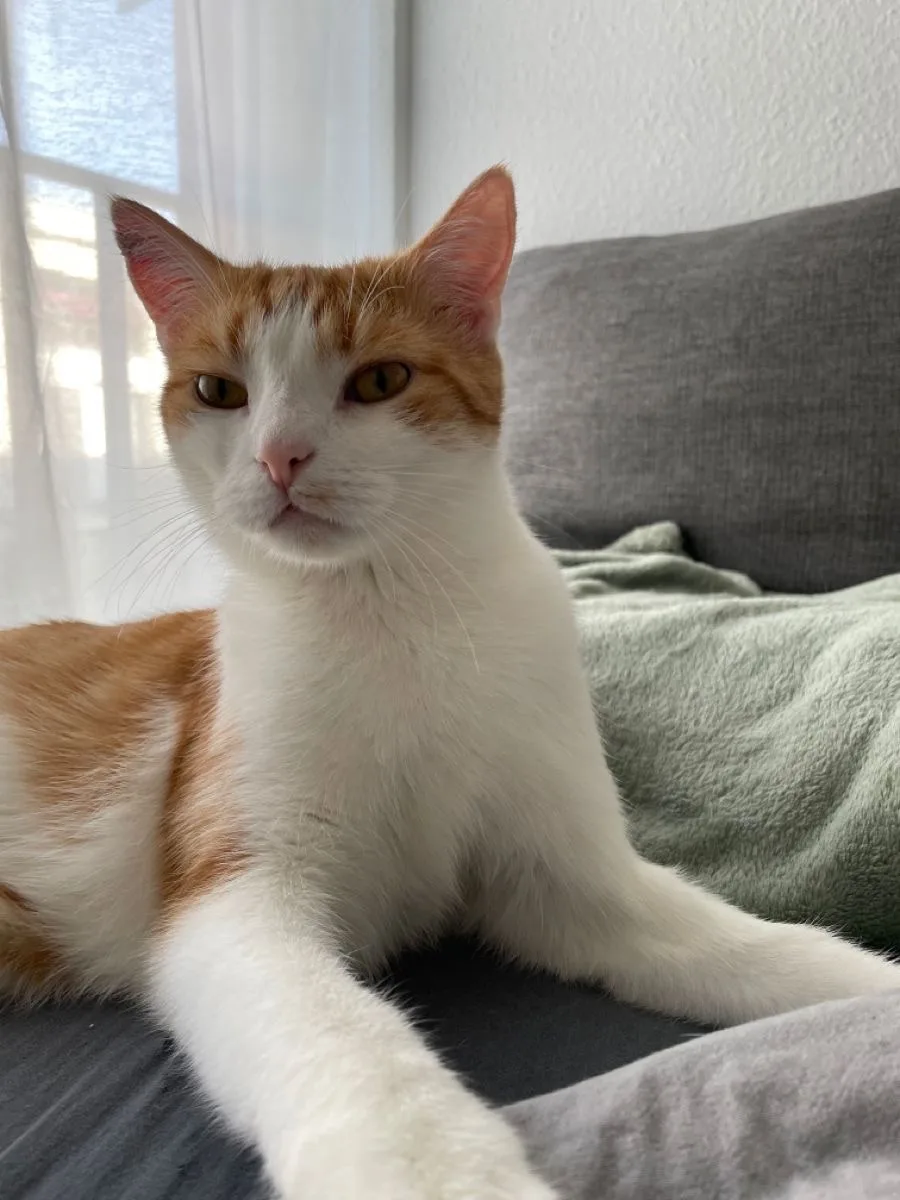 #КотикПодписчика 🥰