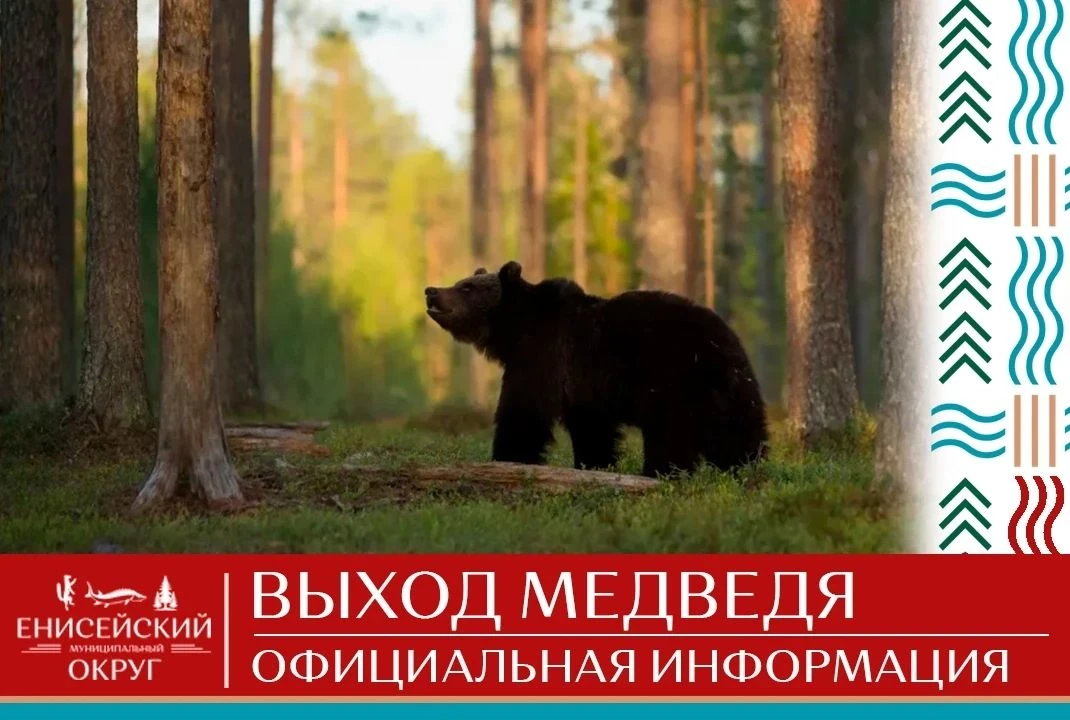 За 11 октября по Енисейскому округу поступило два сообщения от жителей о выходе медведе...
