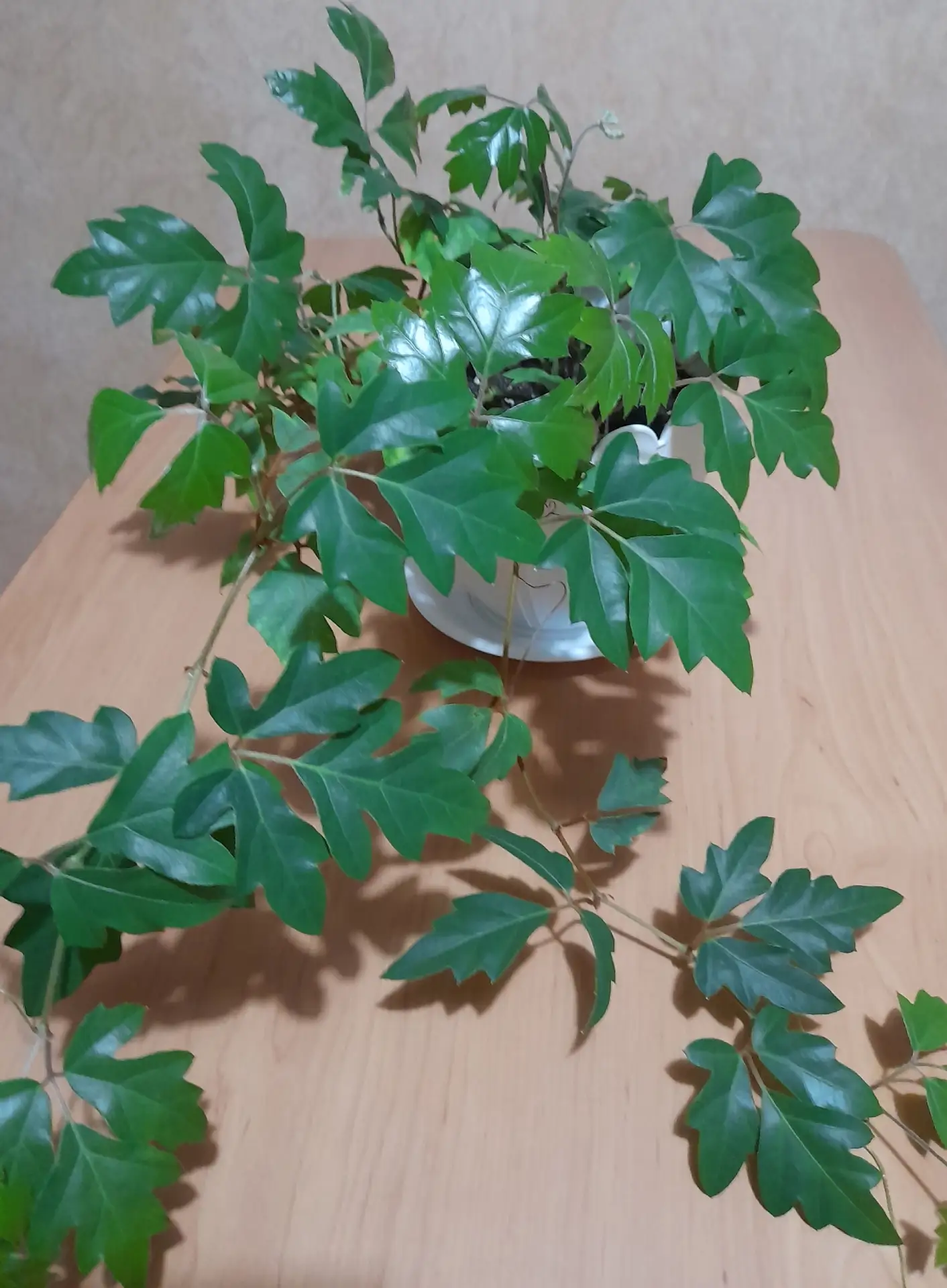 Продам за 170р.