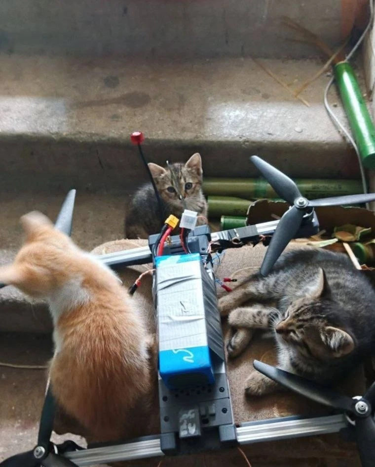 Пятничные котики и фпв-дрон🥰🥰🥰