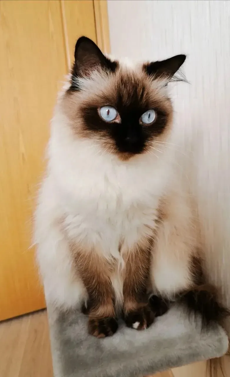 Ищем дом и добрые руки для мудрого кота Сократа!