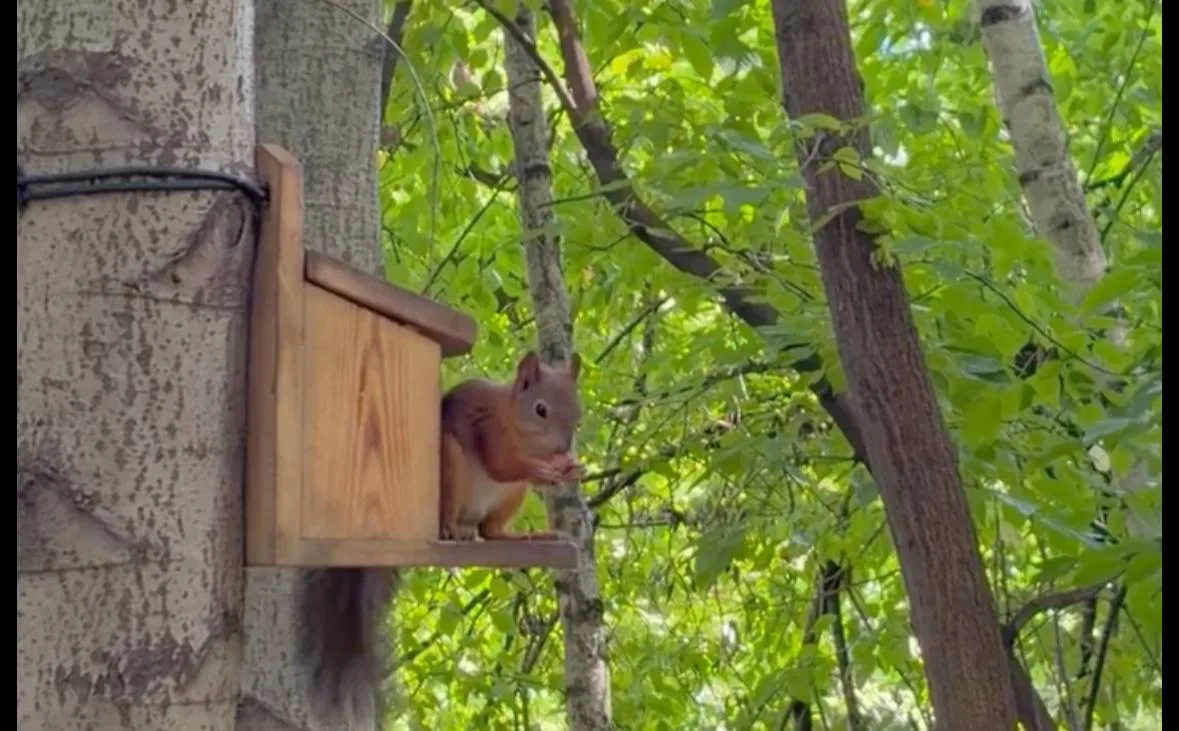 🐿️ Пушистая гостья на смотровой площадке у Яузы