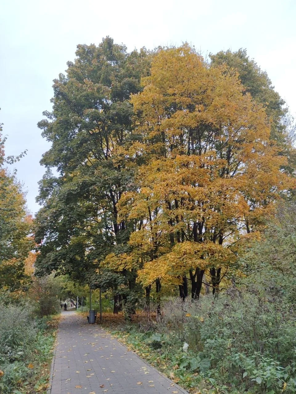 Два клёна рядом, а осень у каждого своя 🍁
