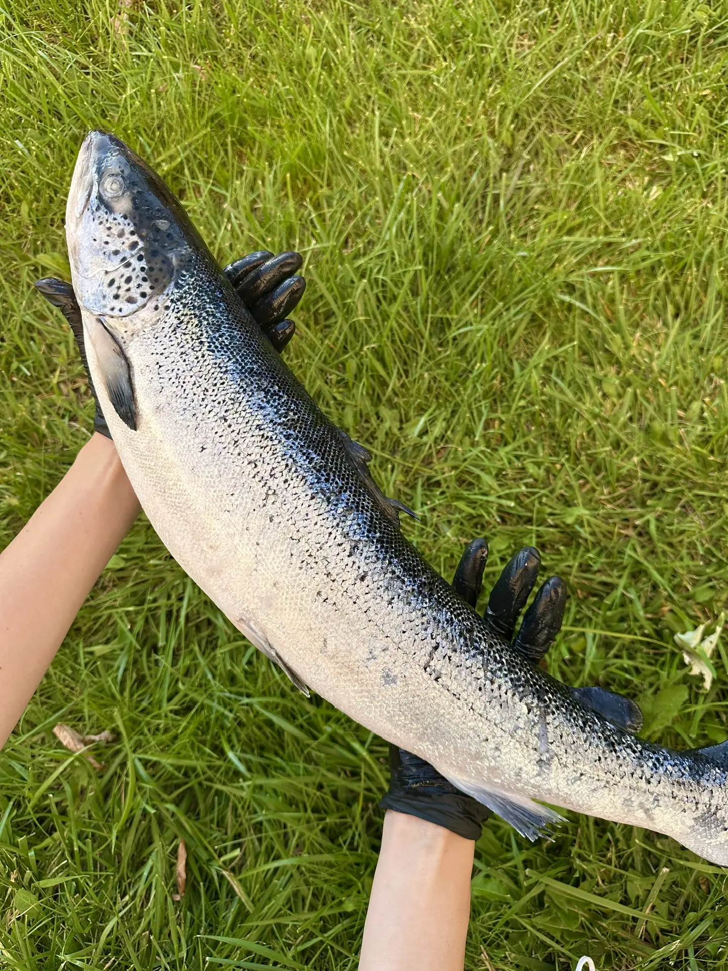ТОП СРЕДИ ЛОСОСЕВЫХ 👑🐟СЕМГА С/М
