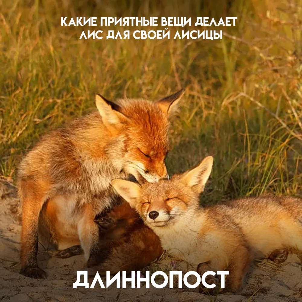 Самцы у лис дерутся за право… кормить чужих детёнышей. Звучит как абсурд, но это биология.
