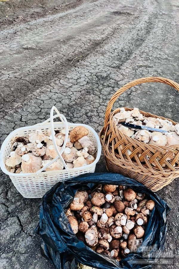 🍄 Грибной бум в Ростовской области: жители выносят из лесов до 100 кг грибов за раз!