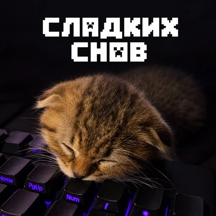 Добрых снов, товарищи котеки!❤