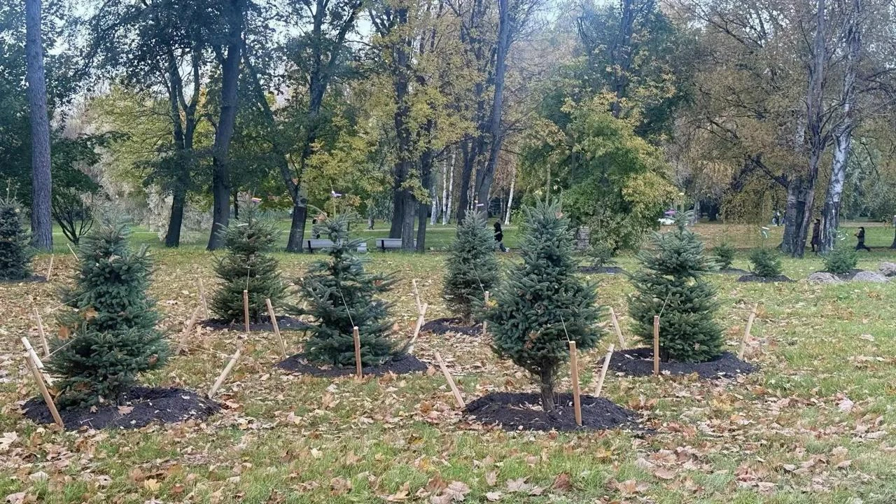 🌳 На месте бывшего «Спорт Паласа» на Крестовском острове высадили 70 деревьев