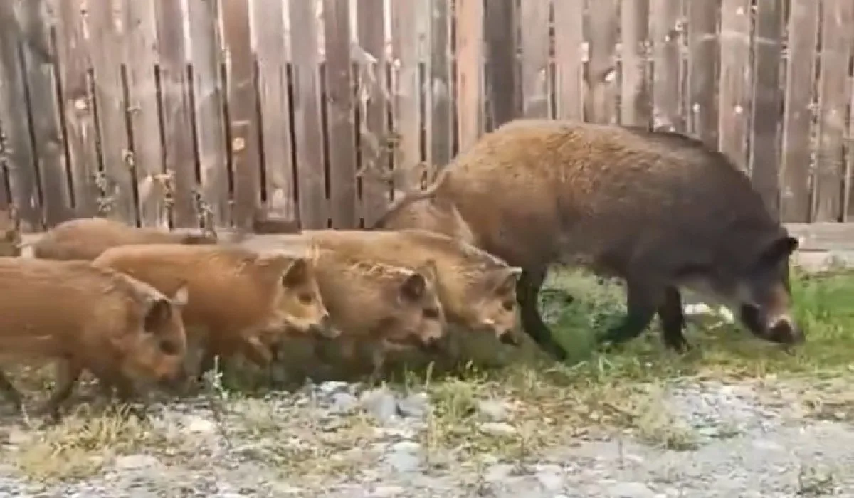 Дикие кабаны бегают по улице в Сизой
