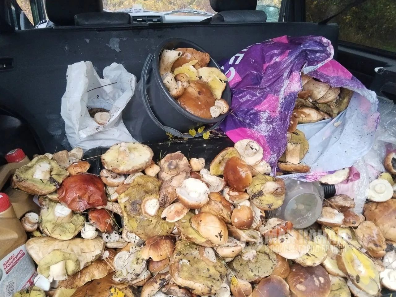 Смельчаки продолжают ходить в лес за грибами. 🍄‍🟫