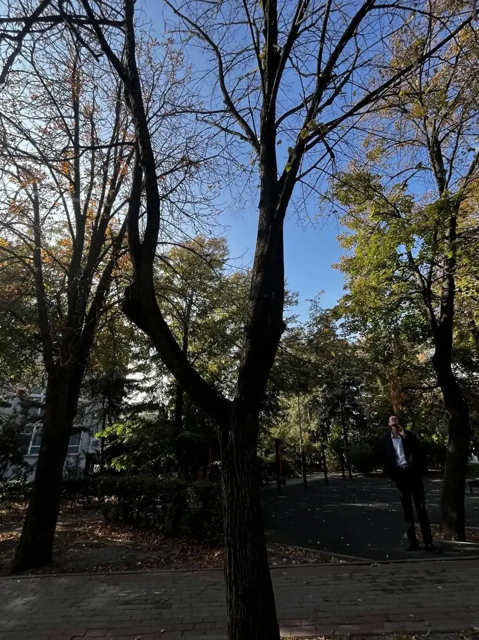 🍂 В Пролетарском районе проведут санитарную обрезку деревьев