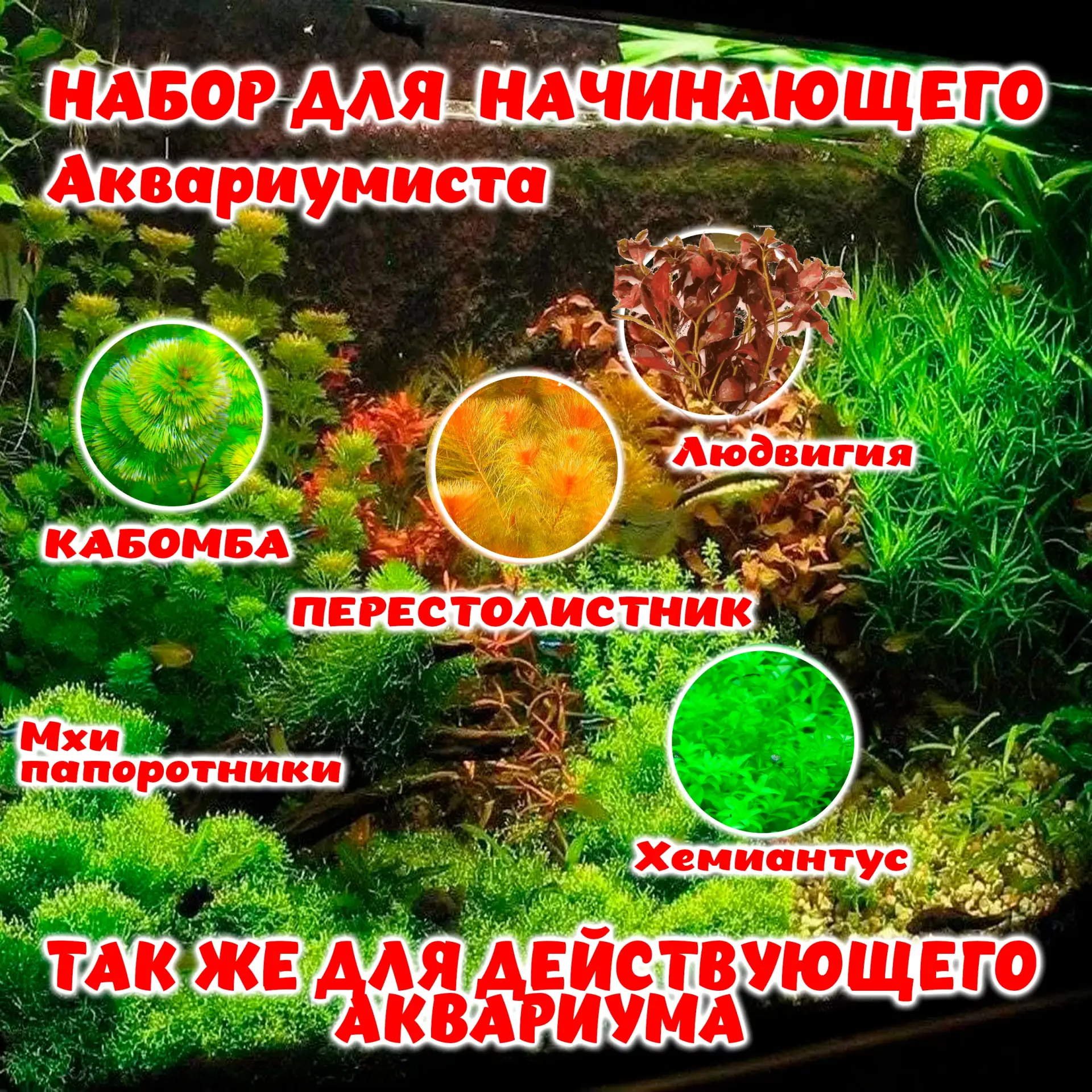 Друзья, сегодня в наборе дня у нас мини-наборчик для интерьерного аквариума — три-четыр...