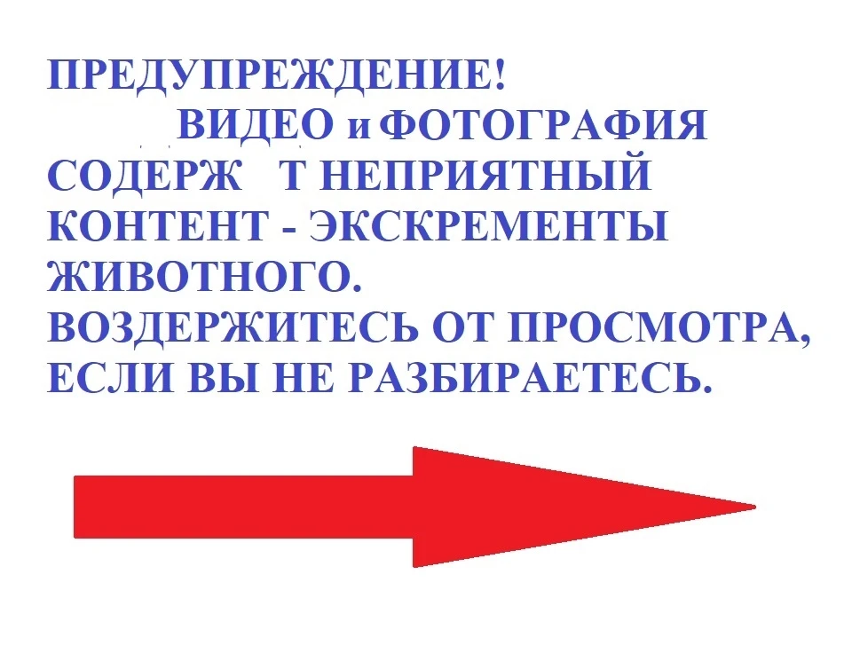 А к нам мишка приходил. Или не он?
