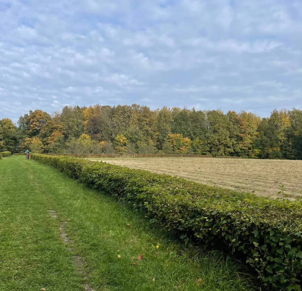 Просторы Битцевского леса 😍