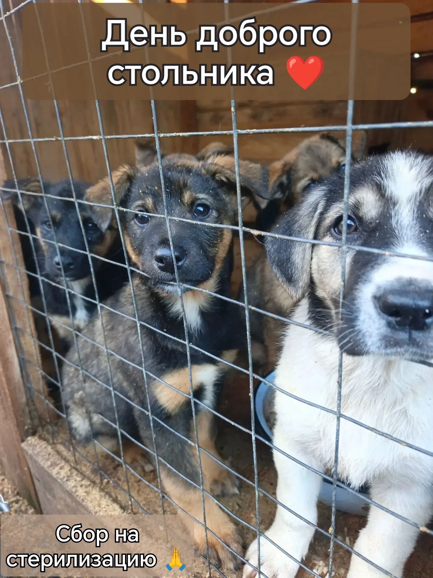 ‼️Сегодня в приюте "Бирский Хатико"  День стольника!