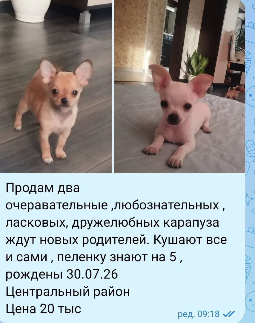 Продаю карапузов ,кушают сами ,пеленку знают