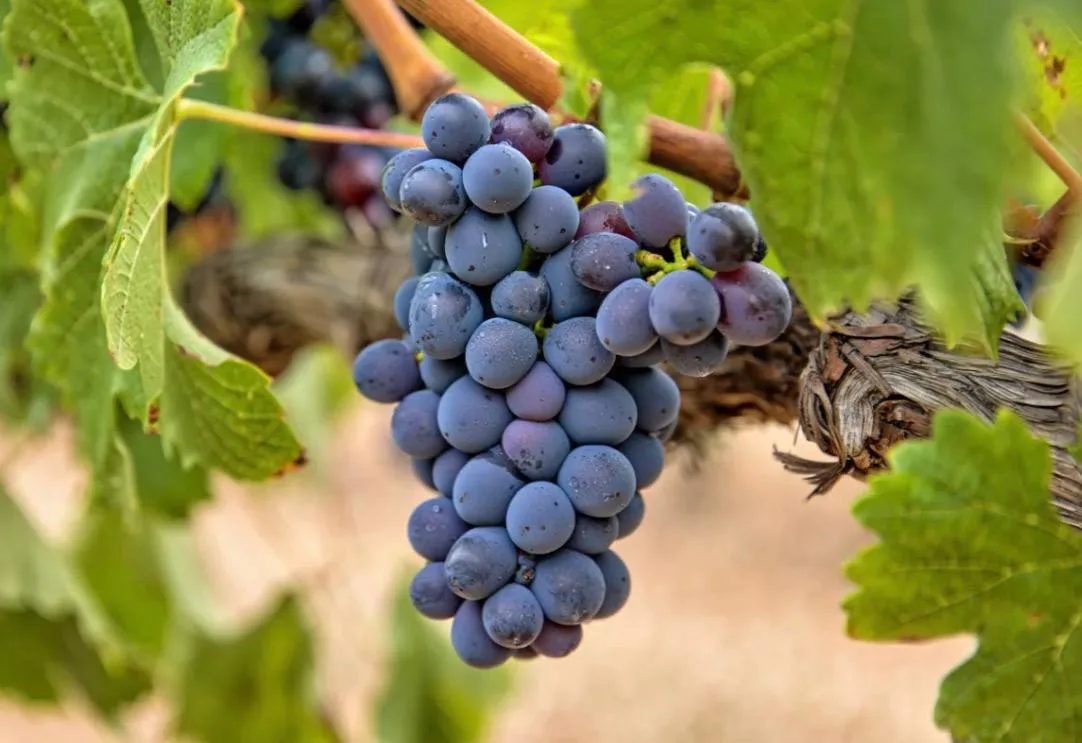 Туманный сорт винограда🍇🍷
