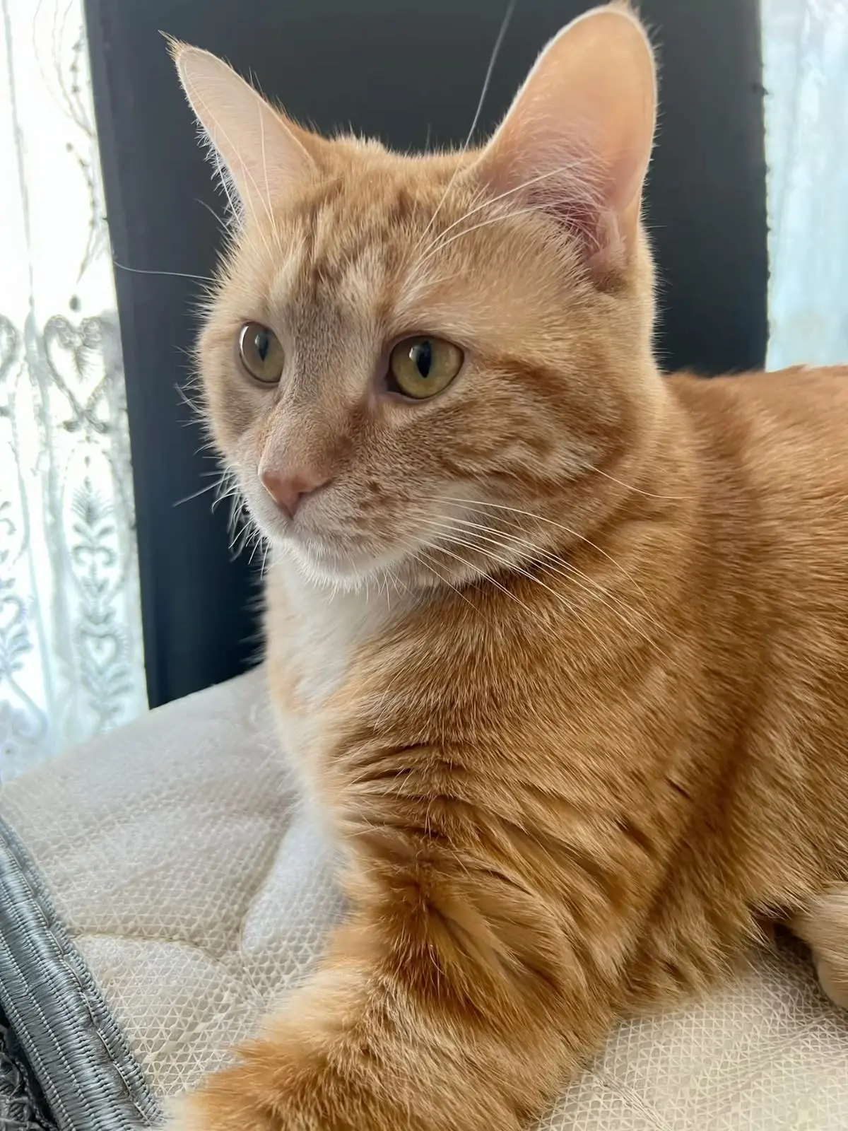 #КотикПодписчика 🥰