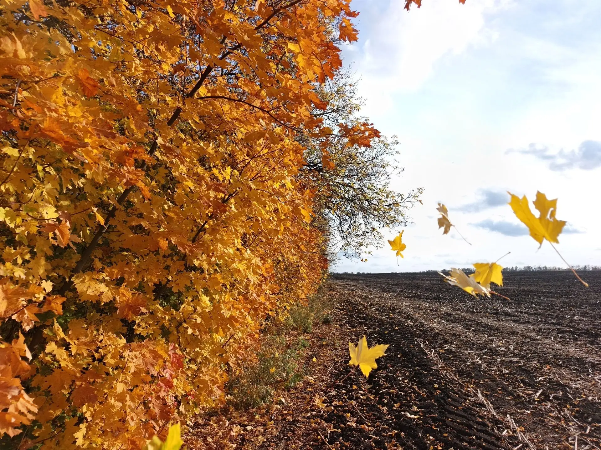 🍂 Листопадная пора 🍁