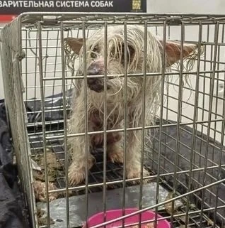 🥹 В Северодвинске нашли собаку, которая почти два месяца выживала на улице.
