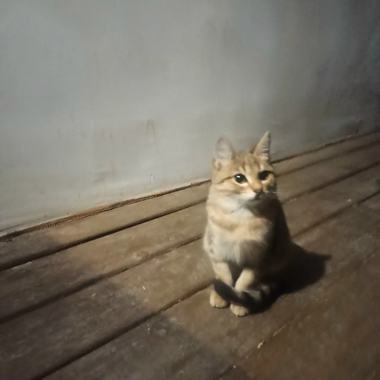 Кто может забрать! подкинули, очень хорошая кошечка, не могу взять, аллергия