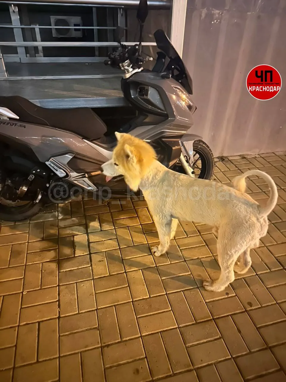 🐕 Живодёры постригли акиту и выгнали на улицу в Краснодаре