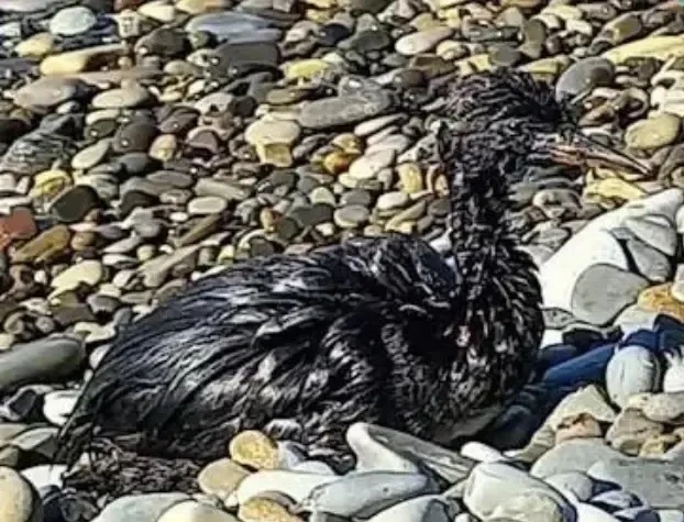 Птиц в мазуте снова находят у Черного моря