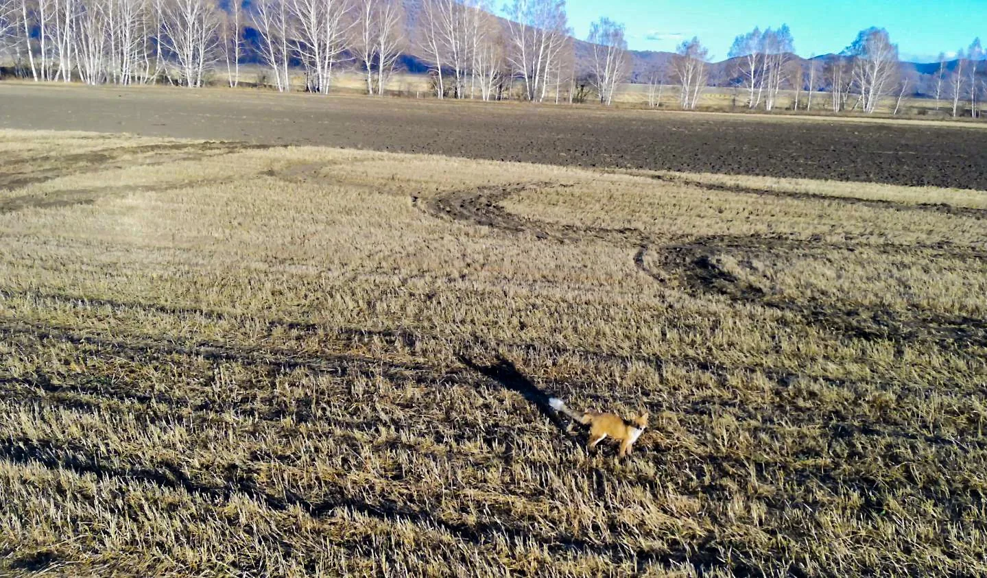 заснял сегодня лису с дрона ,видео чуть позже скину
