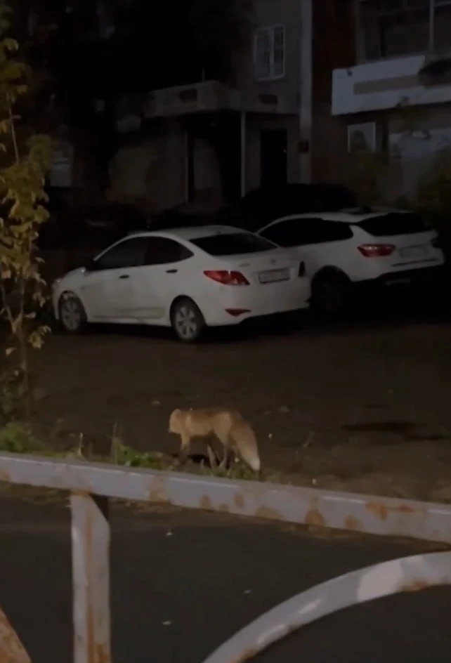 🦊 Сразу несколько сообщений о медведях и лисах, разгуливающих в окрестностях Первоурал...