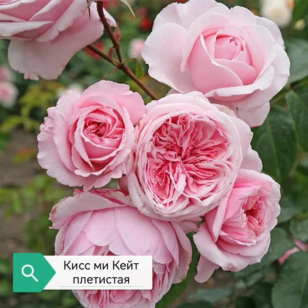 «Кисс ми Кейт» (Kiss me Kate)